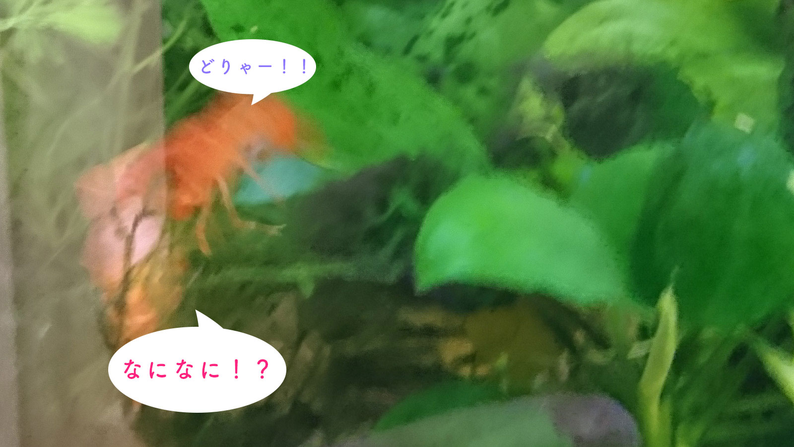 突如襲いかかる影 これはどう見てもメキシカン ドワーフ ザリガニ だってザリガニだもん 突如襲いかかる影 これはどう見てもメキシカン ドワーフ ザリガニ だってザリガニだもん
