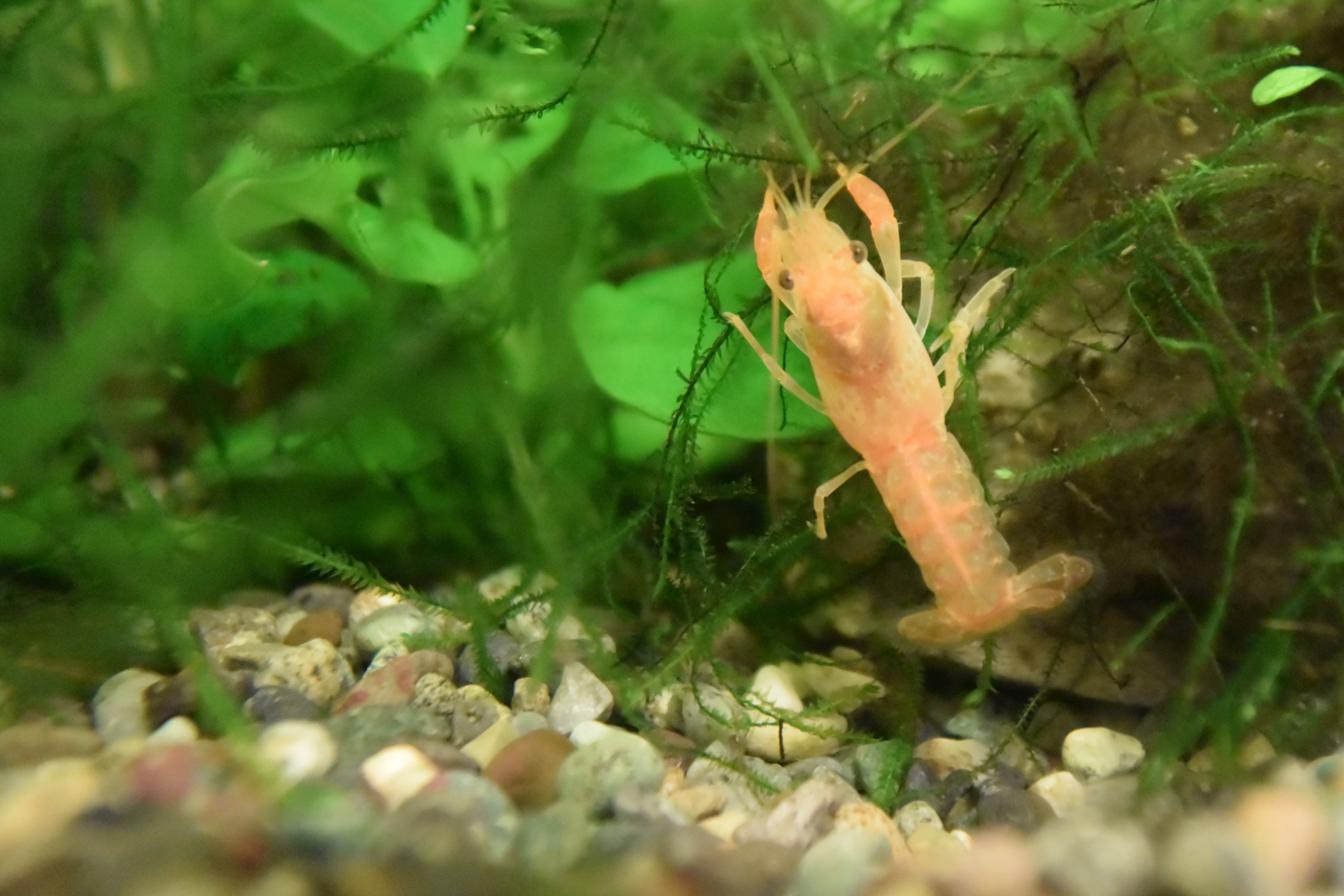 久々にメキシカン ドワーフ ザリガニをお迎え 水合わせして投入完了 O だってザリガニだもん